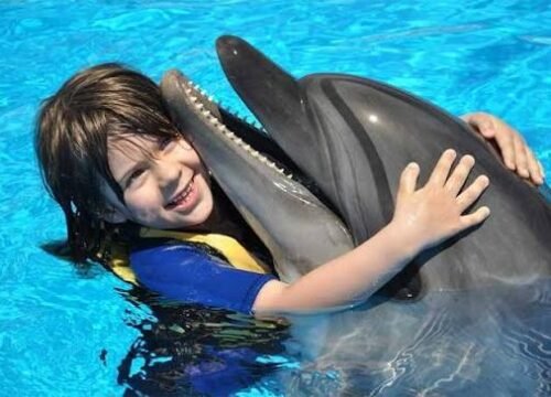 Dolphin Show