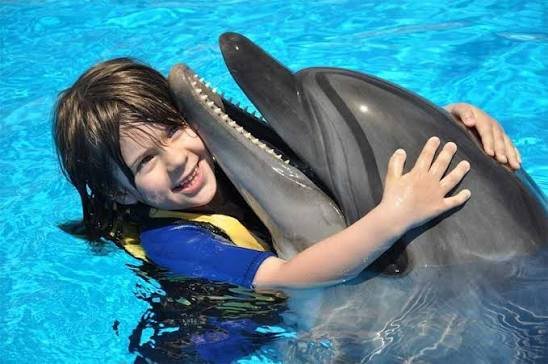 Dolphin Show